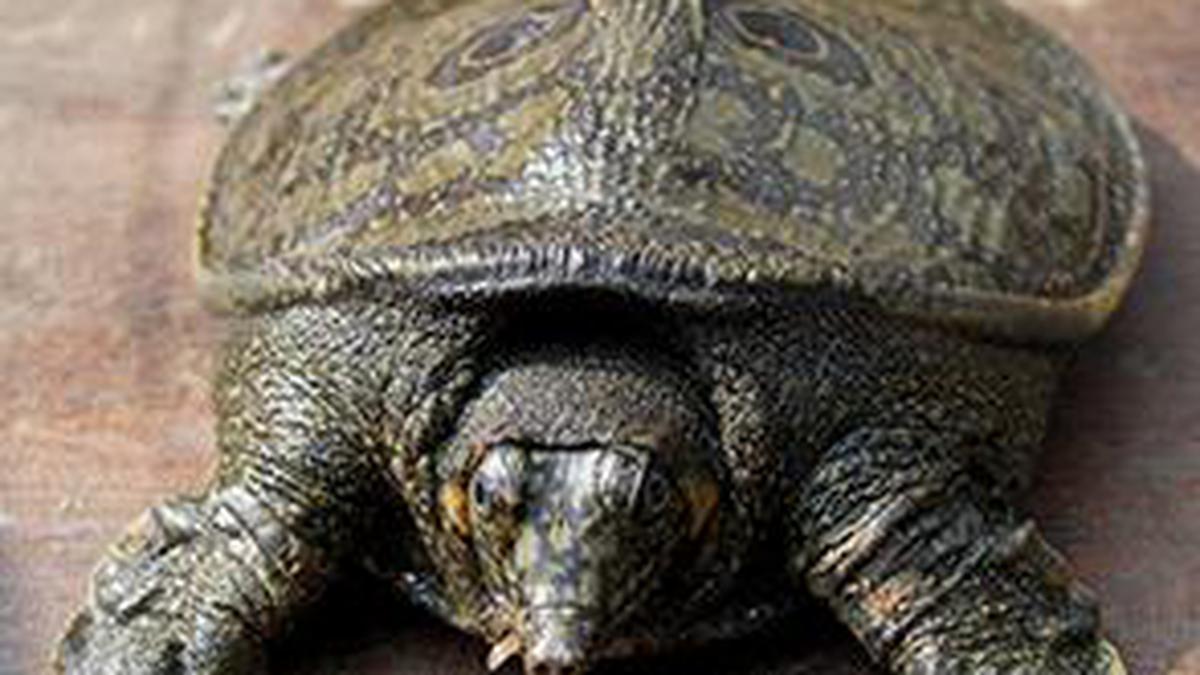 Under divine care, turtles swim on in temple tanks - The Hindu