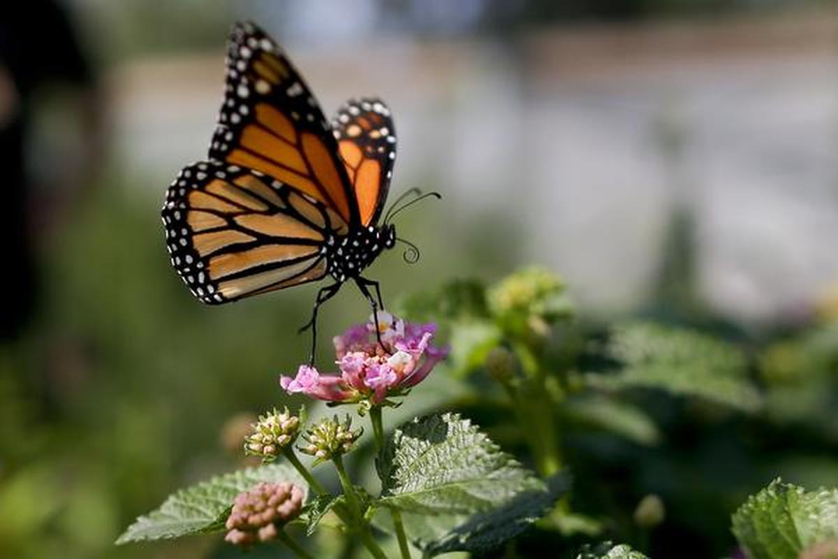 Western monarch butterfly population moves closer to extinction The Hindu