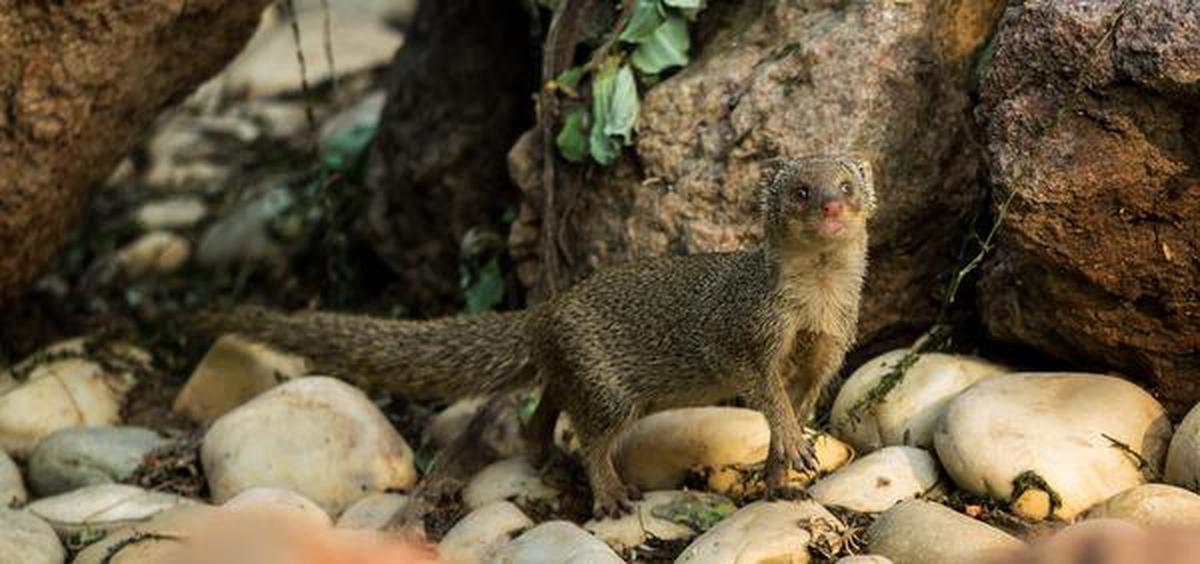 The quick, brown mongoose - The Hindu