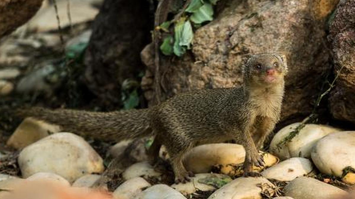 The quick, brown mongoose The Hindu