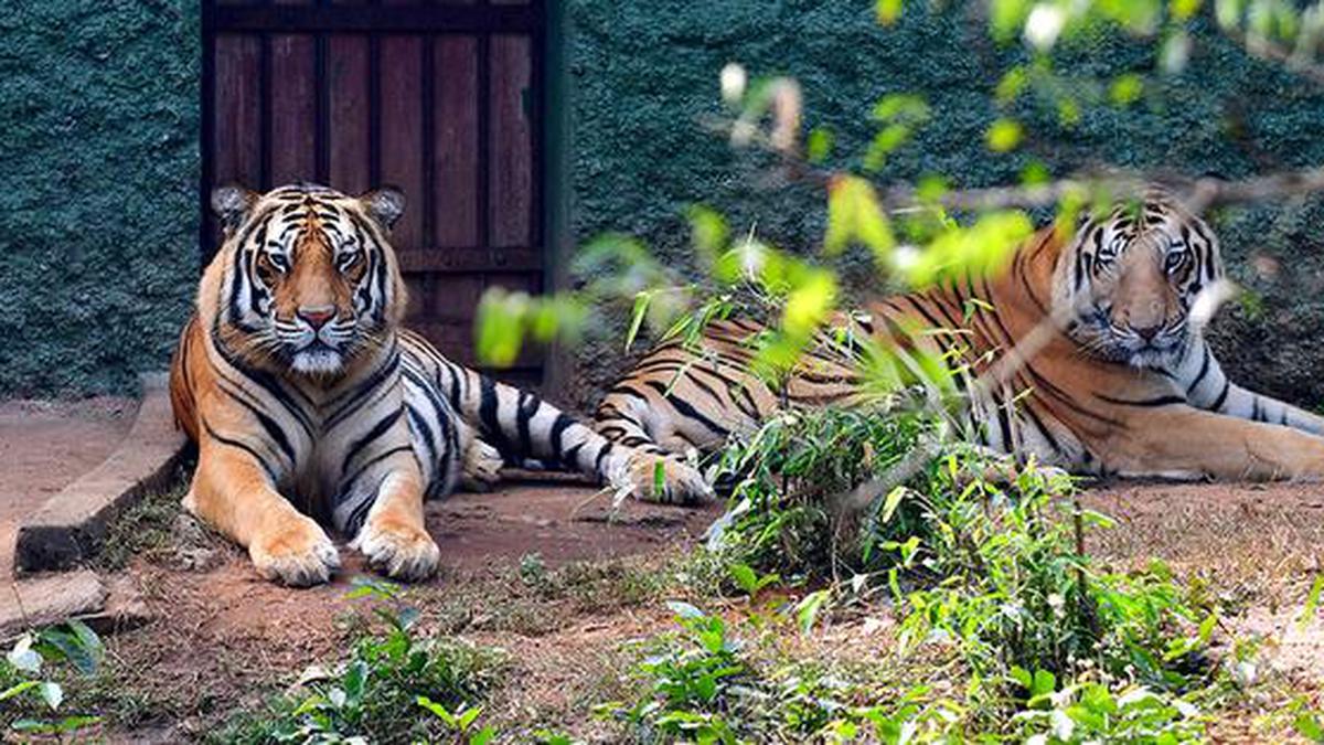 Bhubaneswar's Nandankanan zoo revives 'adopt-an-animal' scheme - The Hindu