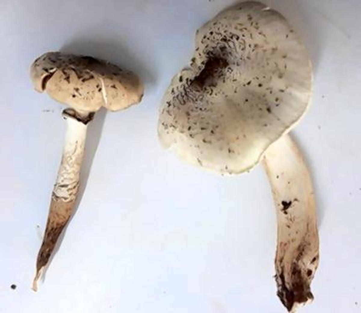 Mushrooms show early fruiting in Goa The Hindu