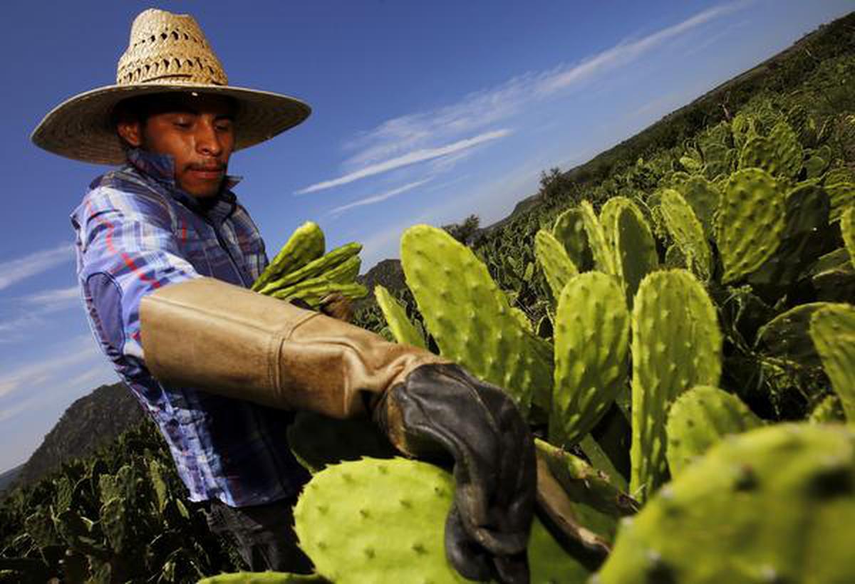 Mexico\'s Hindu to The alternative - plastics cactus offers