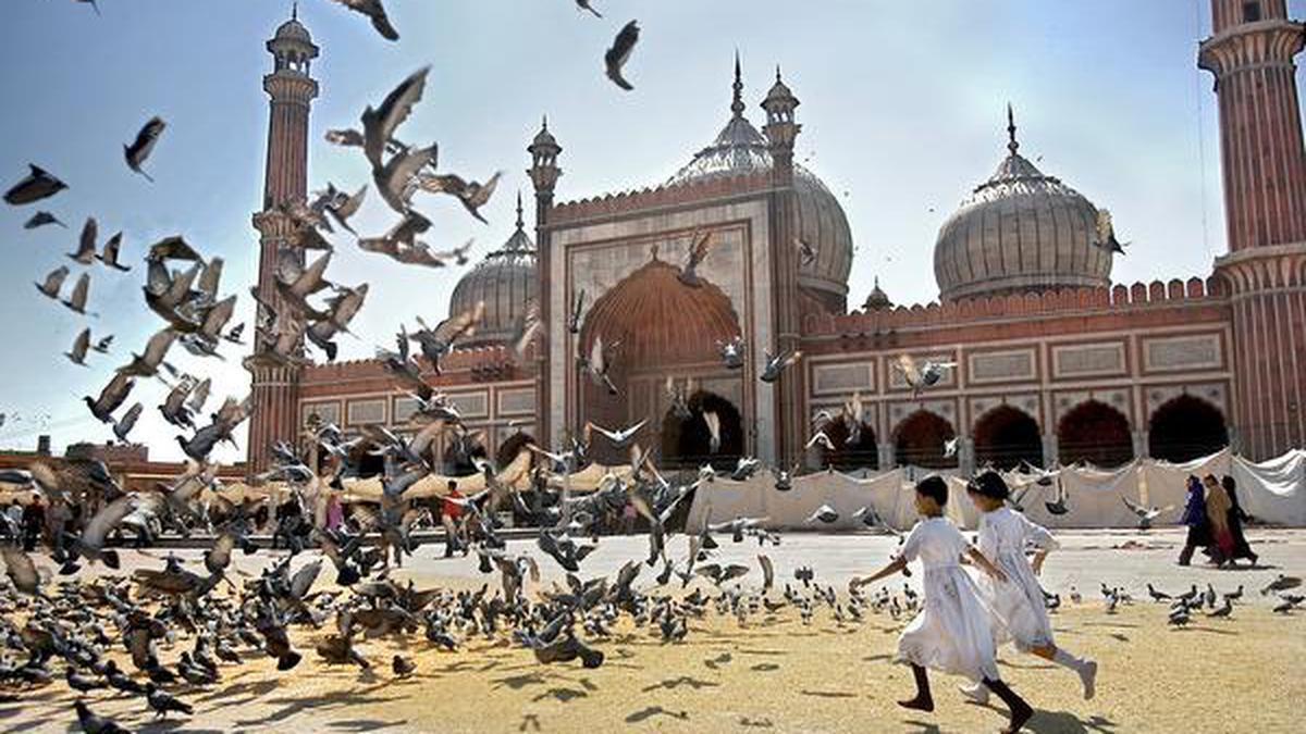 Why You Shouldn’t Feed City-pigeons - The Hindu