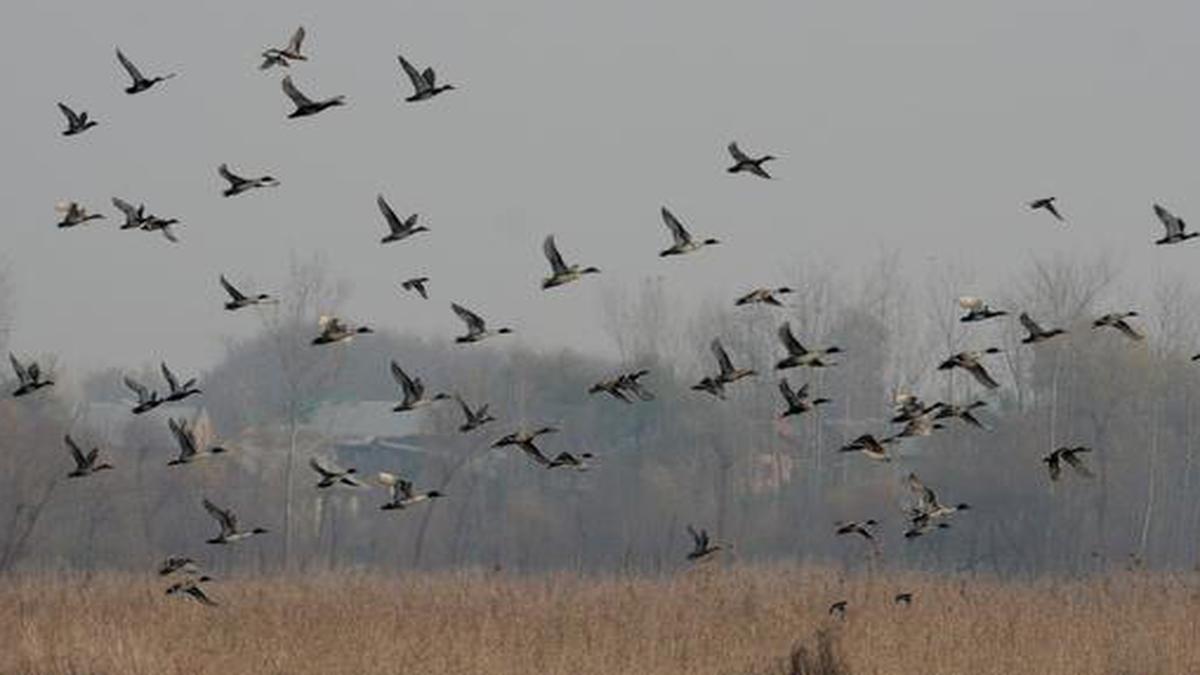 Three lakh migratory birds throng Kashmir Valley - The Hindu