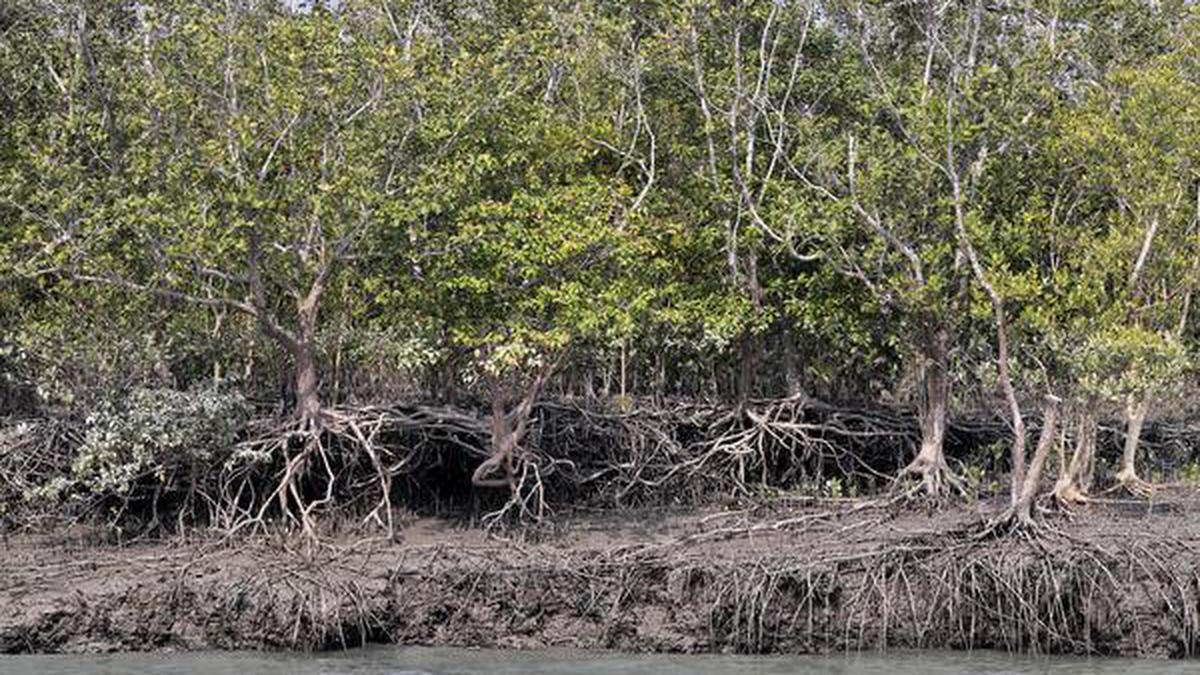 West Bengal, where erosion leads to land loss