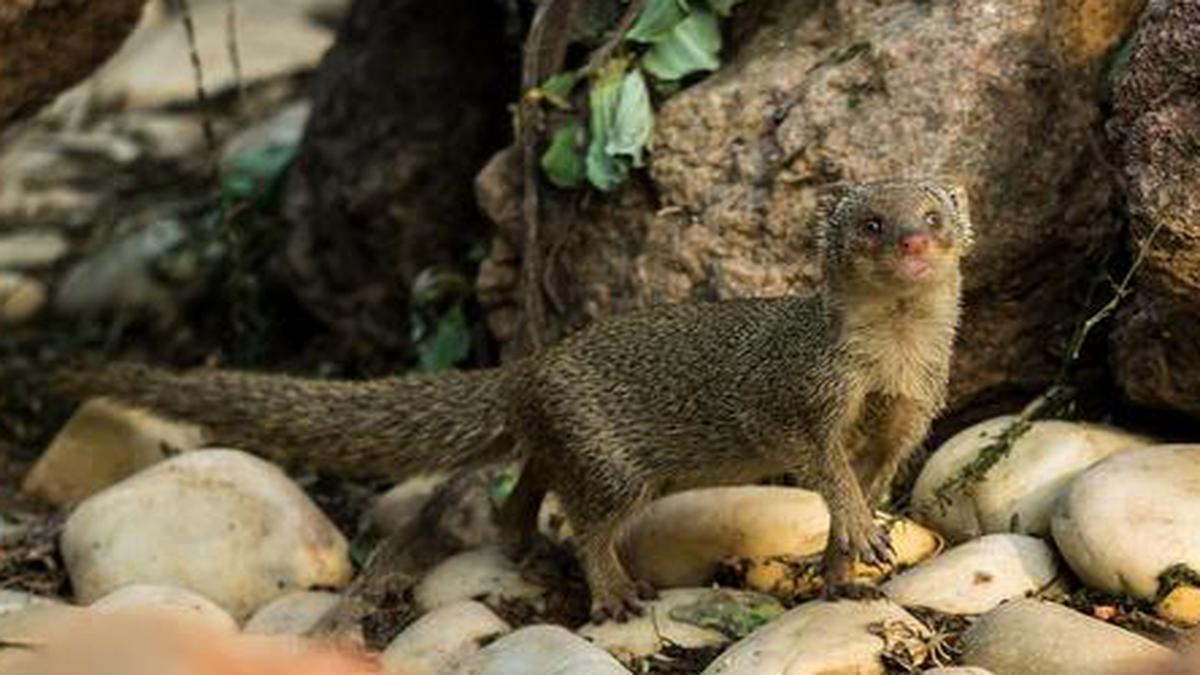 Operation ‘Clean Art’ to crackdown on illegal trade in mongoose hair