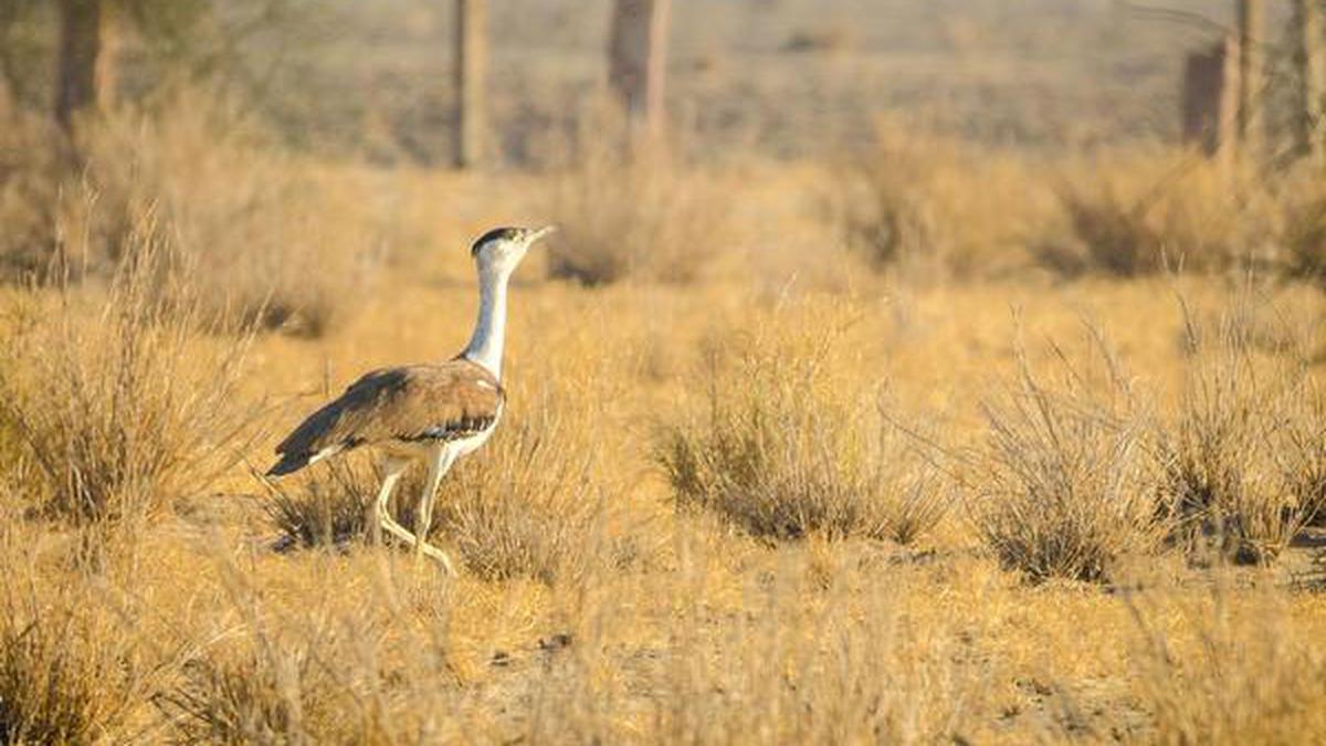 Supreme Court steps in to protect Great Indian Bustard