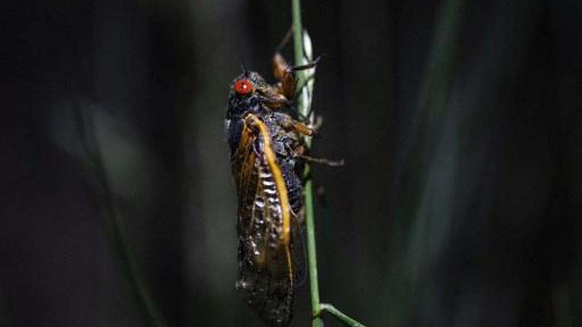 Three groups of cicadas emerge together for first time in 1,547 years
Premium