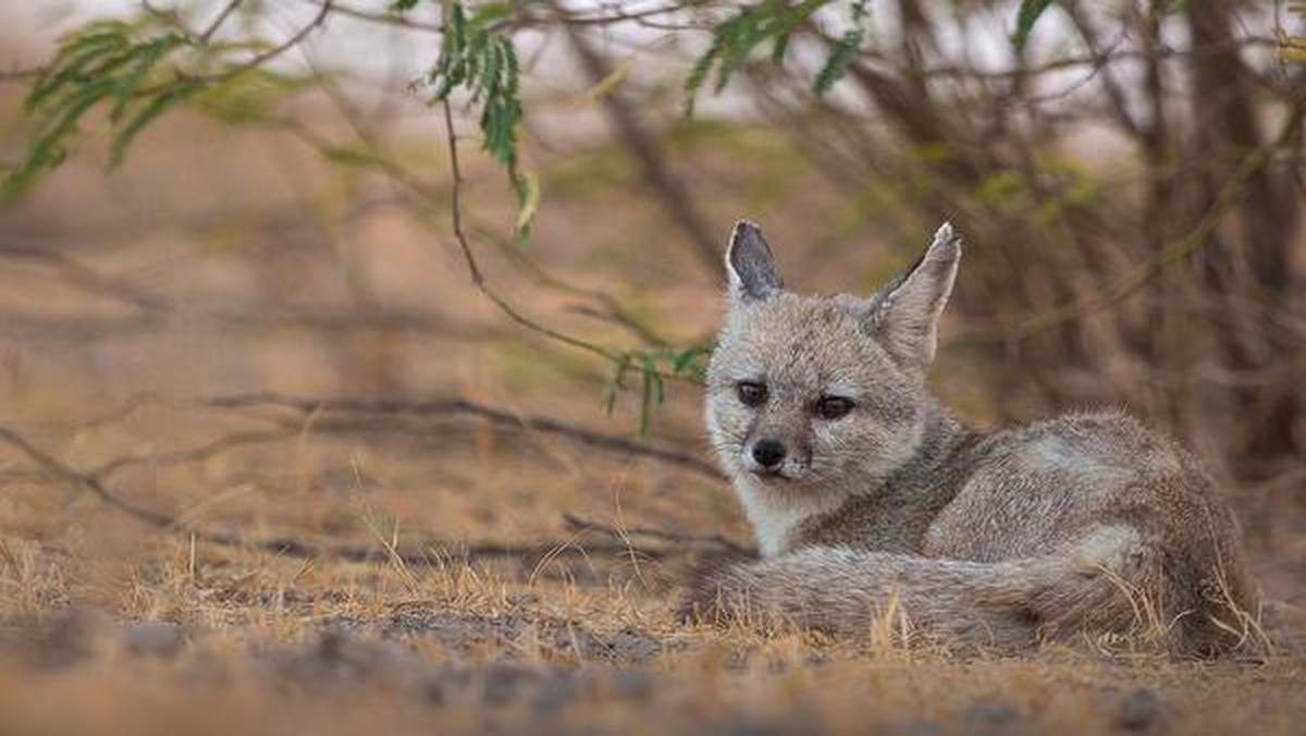 Fox or jackal: who's best suited for Aesop's Fables? - The Hindu