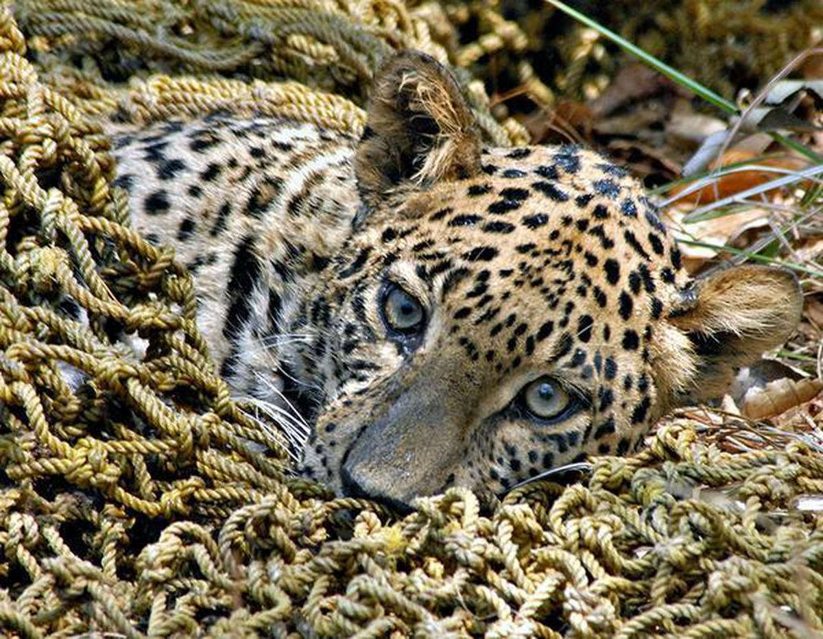 Human-leopard conflict has increased threefold in Karnataka, finds study -  The Hindu
