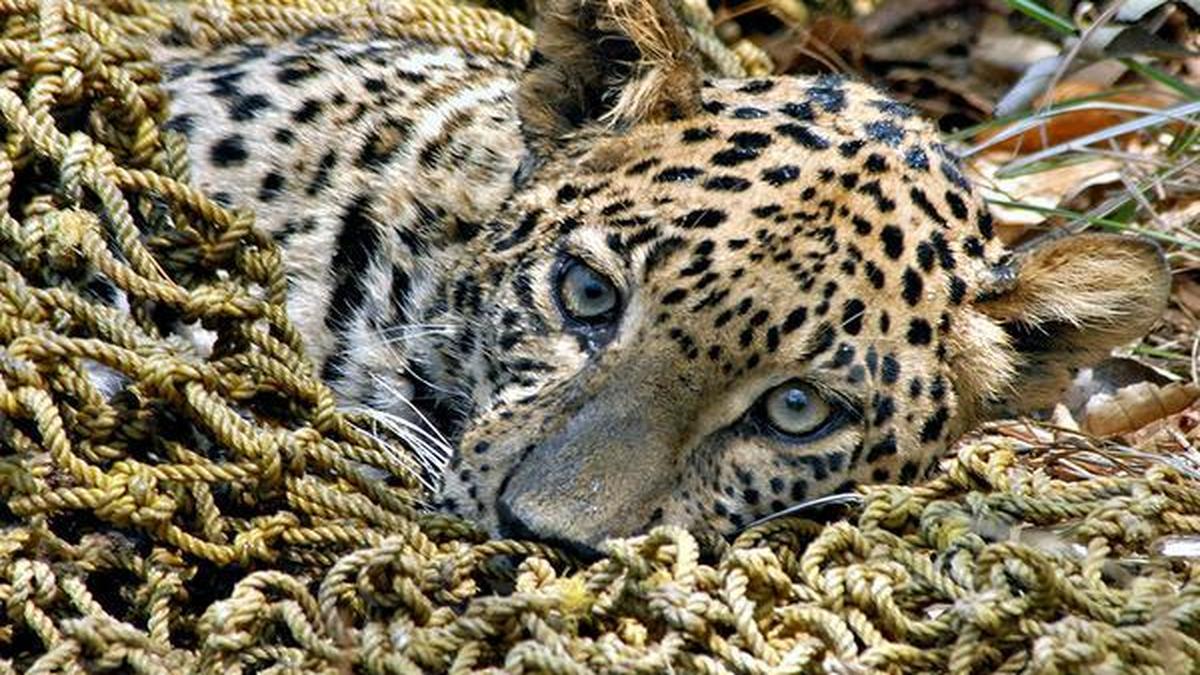 Humanleopard conflict has increased threefold in Karnataka, finds