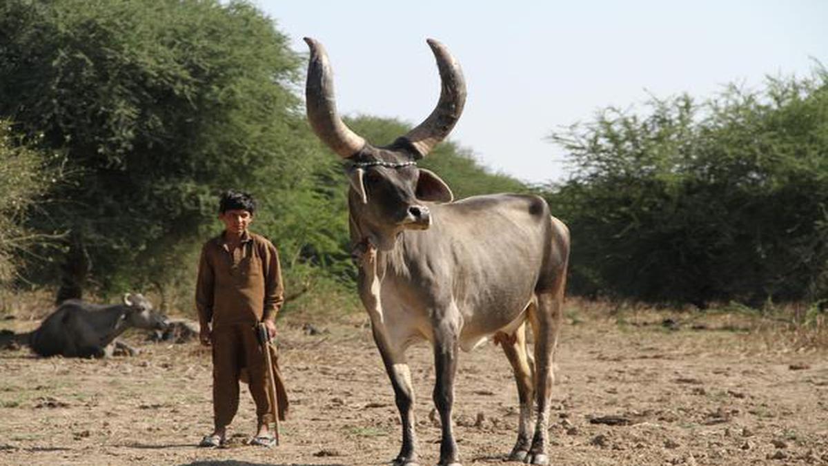 Drought in a desert: why has drought hit the Maldharis so hard this year?