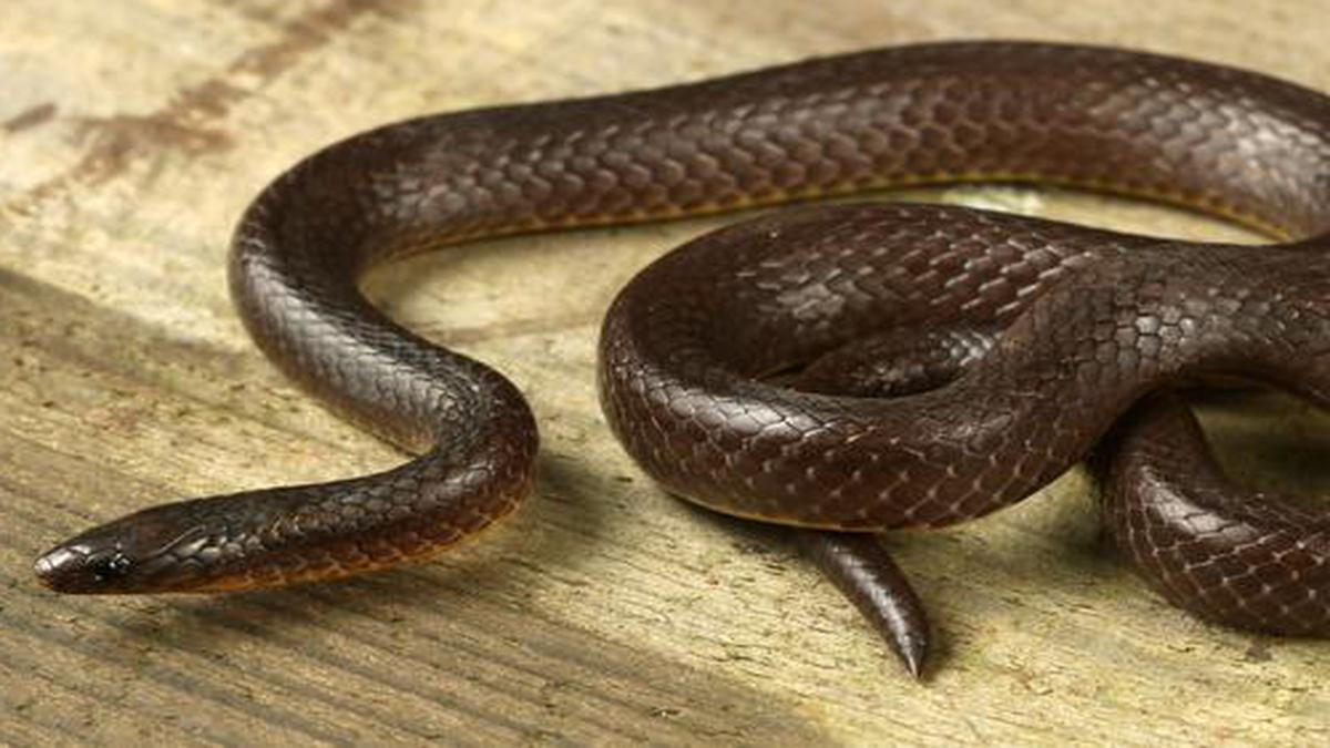 New snake species discovered in another snake's belly