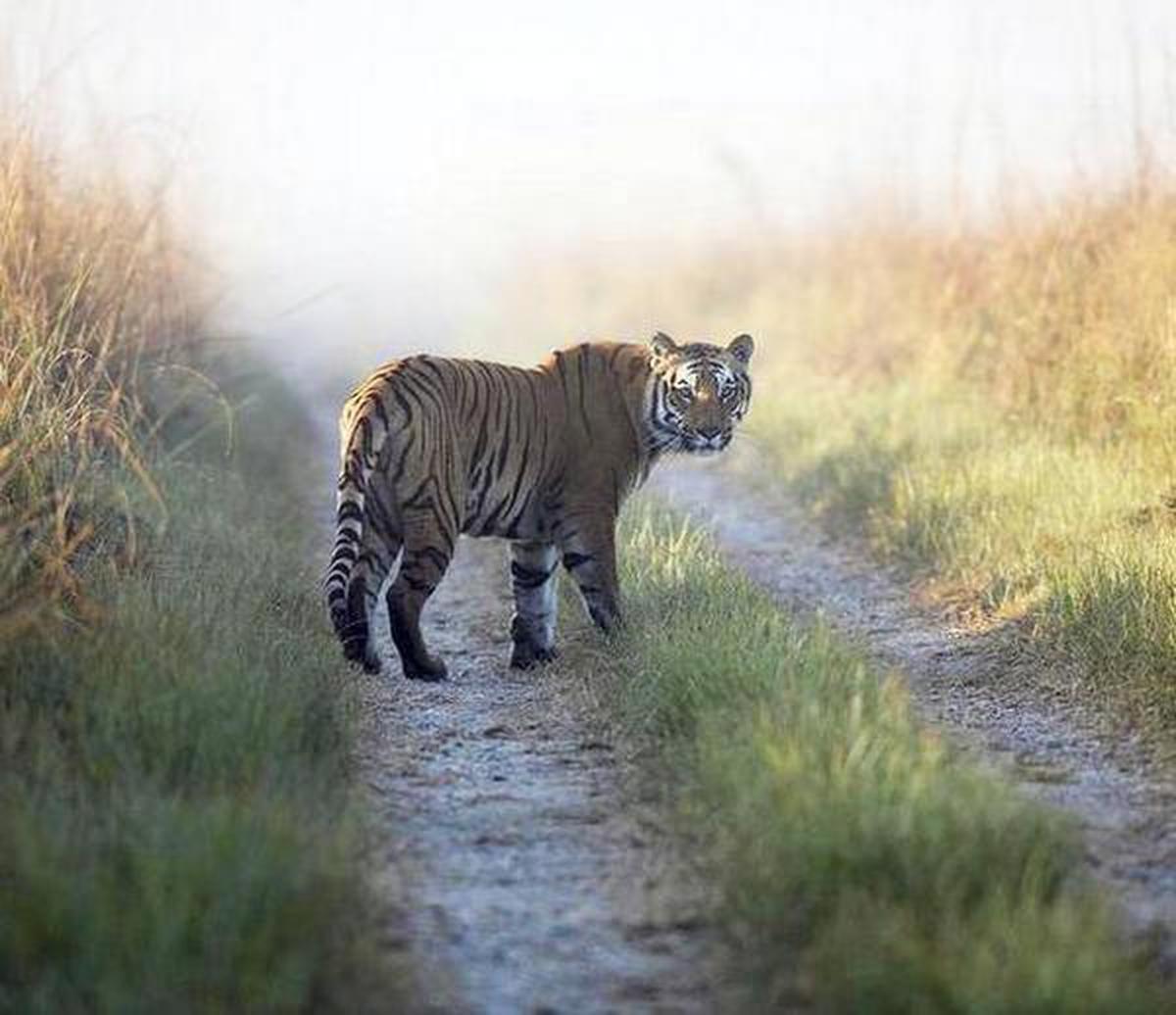 Мужчина лошадь и тигр. Национальный парк Канха. Тигр в степи. Канха кошка. Тигр в степи фото.