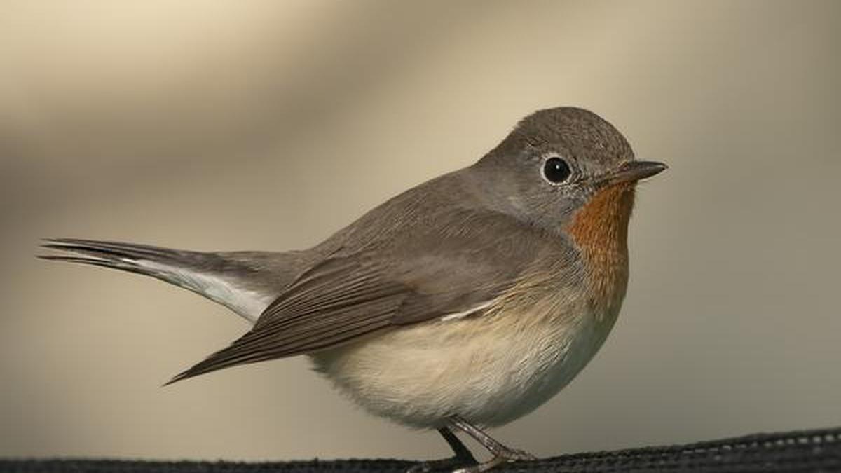 Fly catcher shop crossword