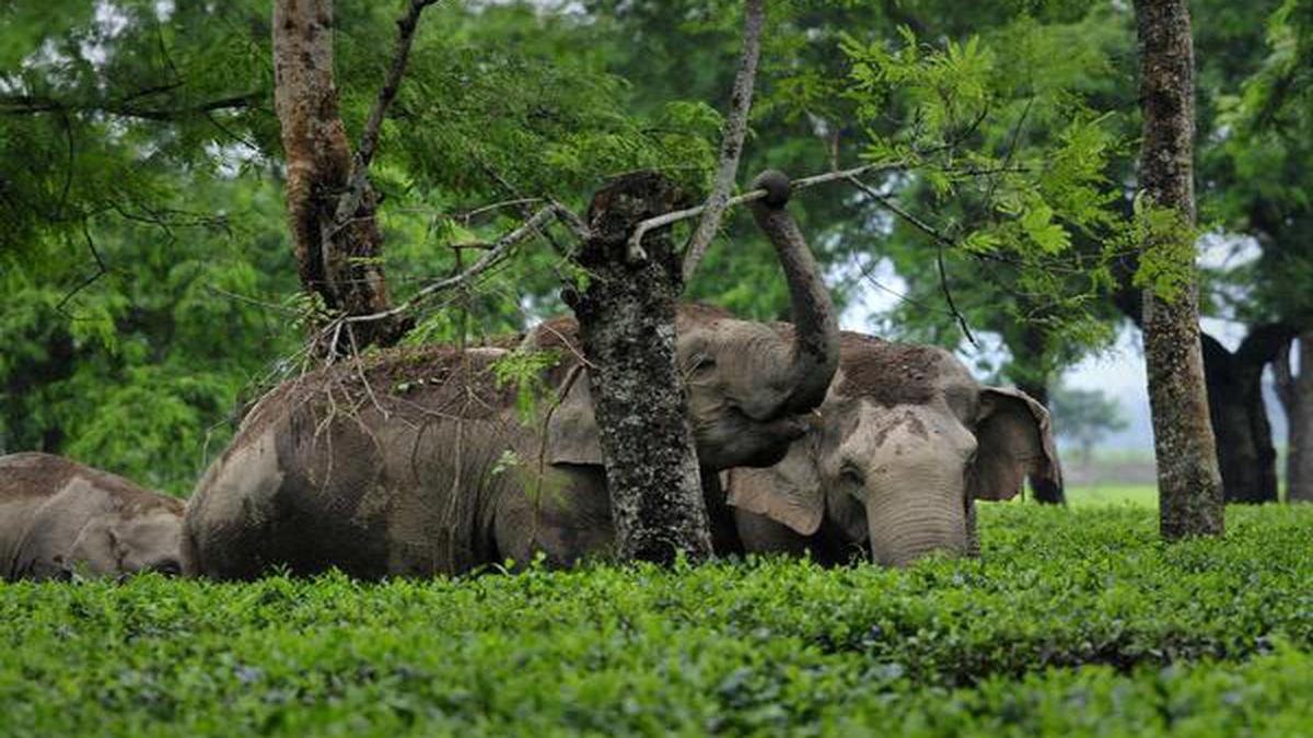 Elephants are learning to adapt to a crowded world - The Hindu