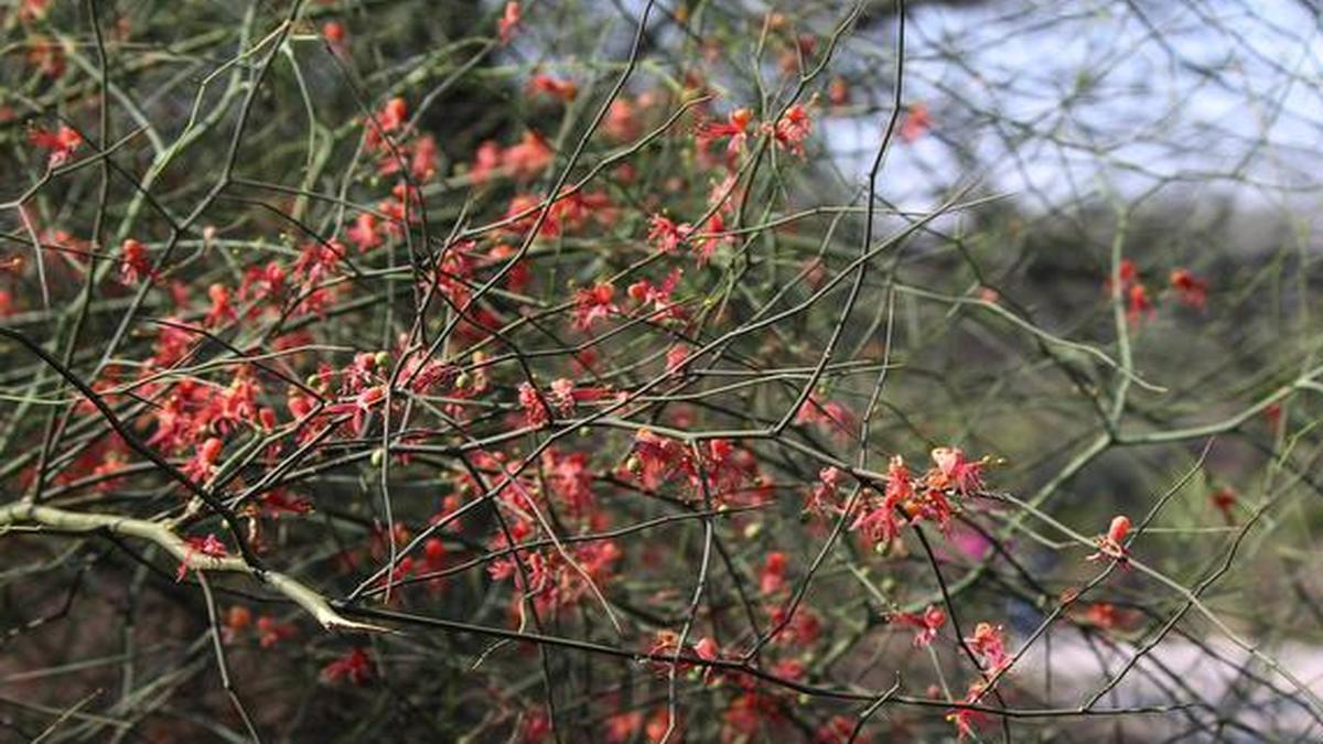 Why this common thorny shrub is important to Delhi The Hindu