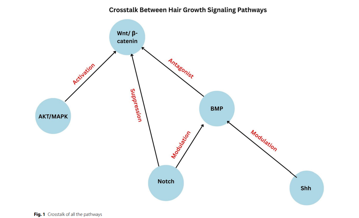 The study highlights five key pathways in our cells that control hair growth, loss, and regrowth. These pathways are like signals that help hair grow or fall out 