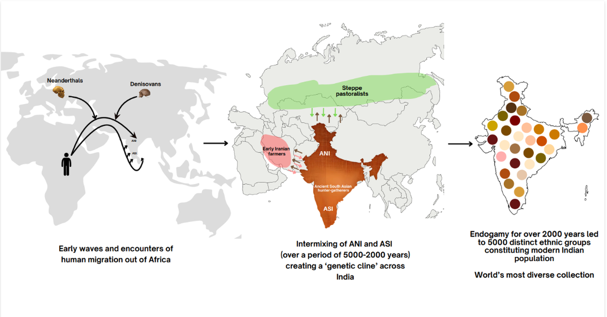 India’s genetic heritage stems from a single out-of-Africa migration roughly 50,000 years ago, followed by interbreeding with Neanderthals and Denisovans. Early mixing between Ancestral North Indians (ANI) and Ancestral South Indians (ASI) produced a distinct genetic signature. Subsequent contributions from Ancient South Asian hunter-gatherers, Early Iranian farmers, and Steppe pastoralists further enriched this diversity. While ancient admixture shaped the deep genetic framework, more recent practices of endogamy have preserved this variation within ~5,000 distinct ethnic groups (as represented in different coloured dots), essentially locking in the genetic landscape of earlier eras. This has led to the fixation and enrichment of founder mutations, offering valuable insights into gene function and disease biology. Illustration: Courtesy, Meghana Muskan