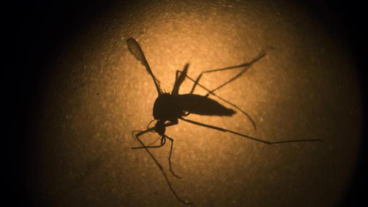 Millions Of Dengue Cases Can Be Prevented If World Limits Global ...