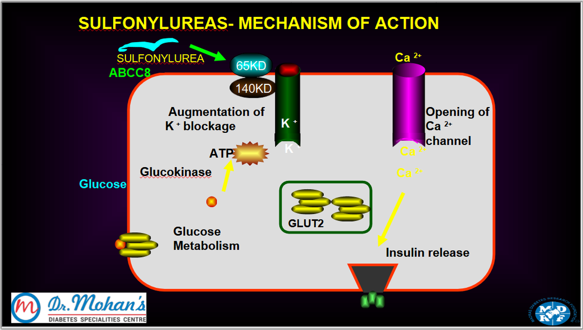 Sulfonylureas work by stimulating insulin release from the pancreas, lowering blood sugar levels