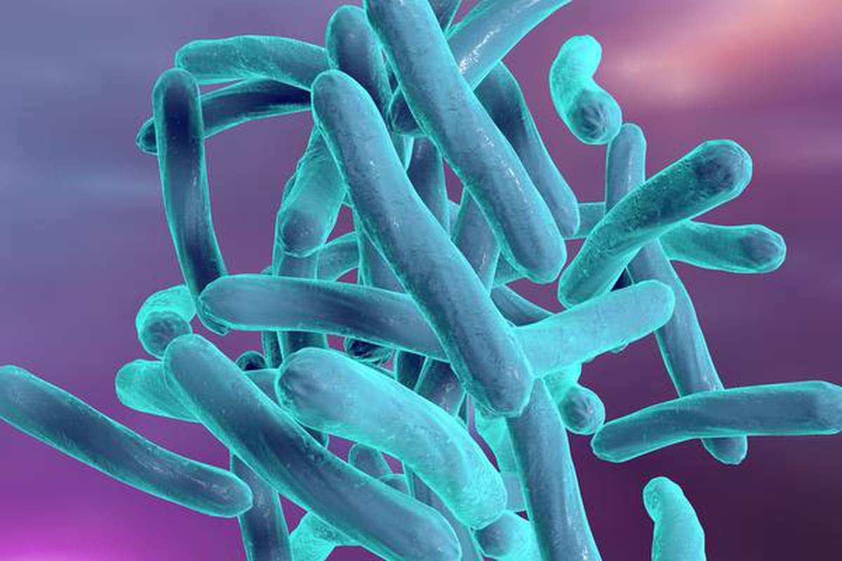 Бактерия Mycobacterium tuberculosis.
