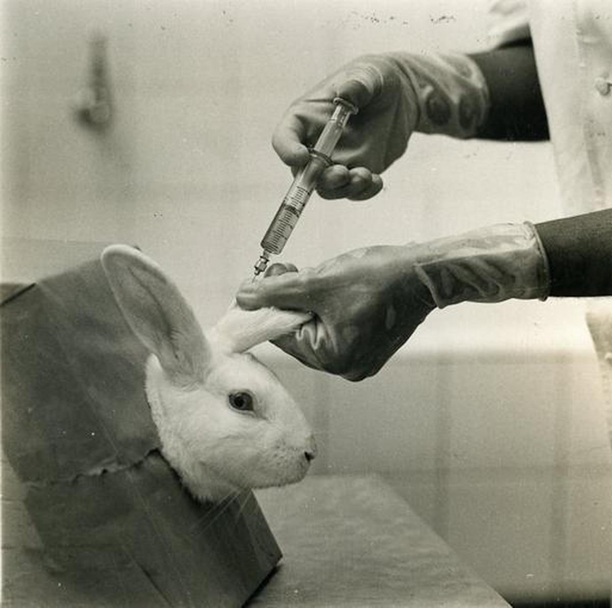 Вакцина мыши. Эксперименты над животными.