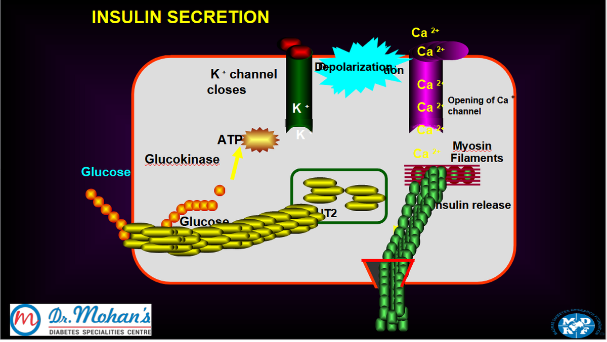 Insulin secretion is the process by which pancreatic beta cells release insulin into the bloodstream. 