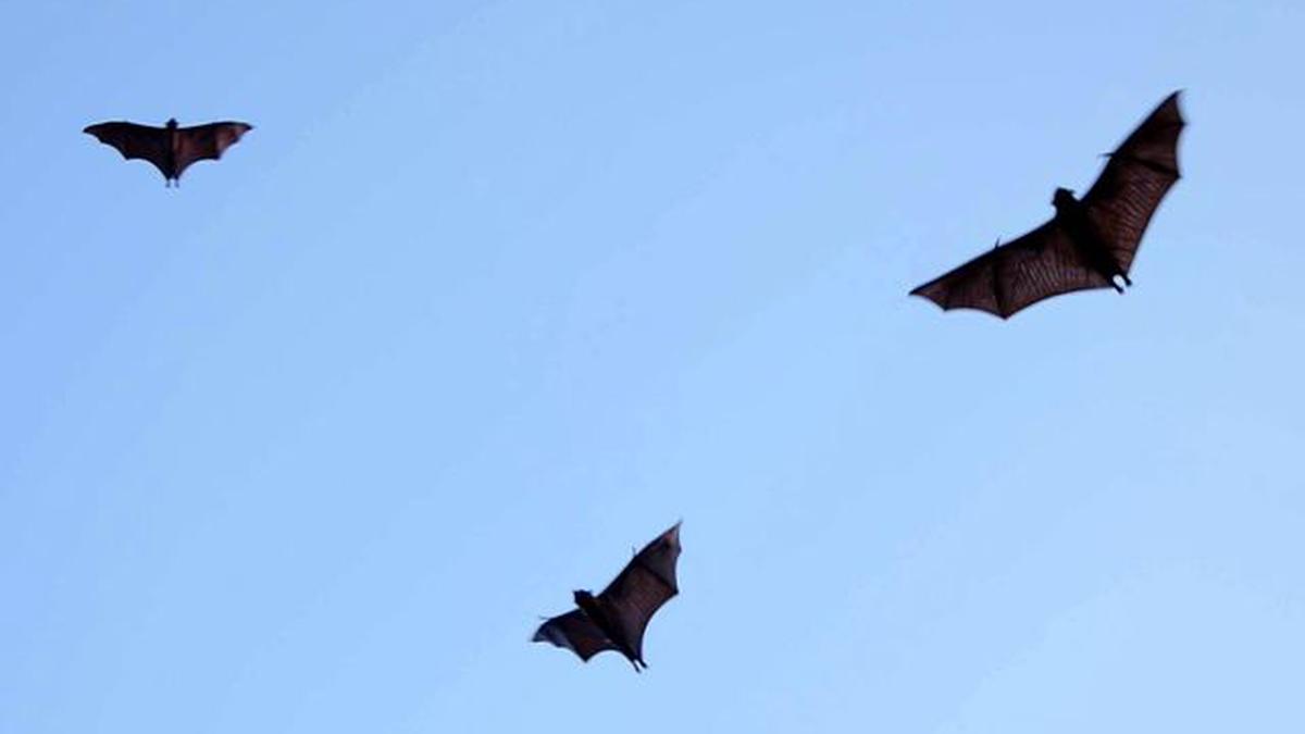 Study on bats and bat hunters in Nagaland to be probed