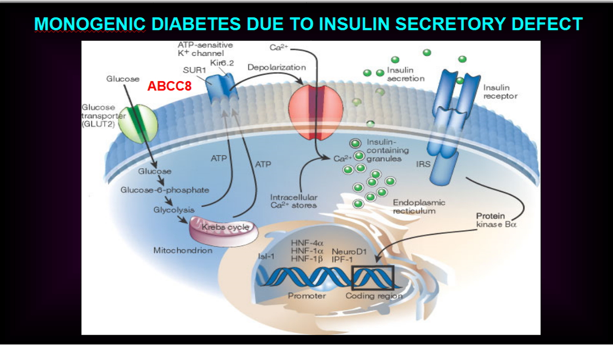These defects primarily affect the pancreatic beta cells, which are responsible for insulin synthesis and secretion.
