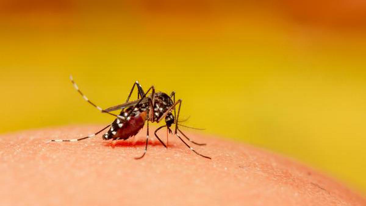 Dengue virus tests may sometimes return ‘positive’ for coronavirus, says study