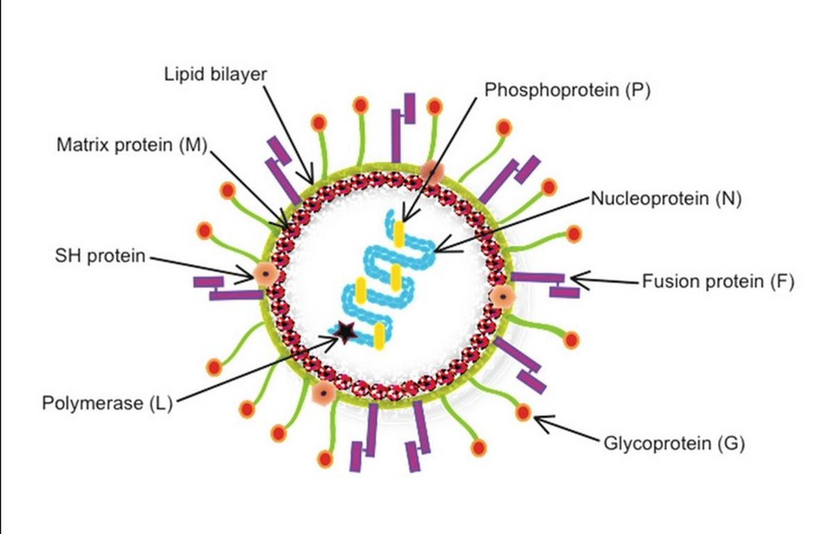 What is HMPV: Understanding Human Metapneumovirus, as cases emerge from China | Explained - The Hindu