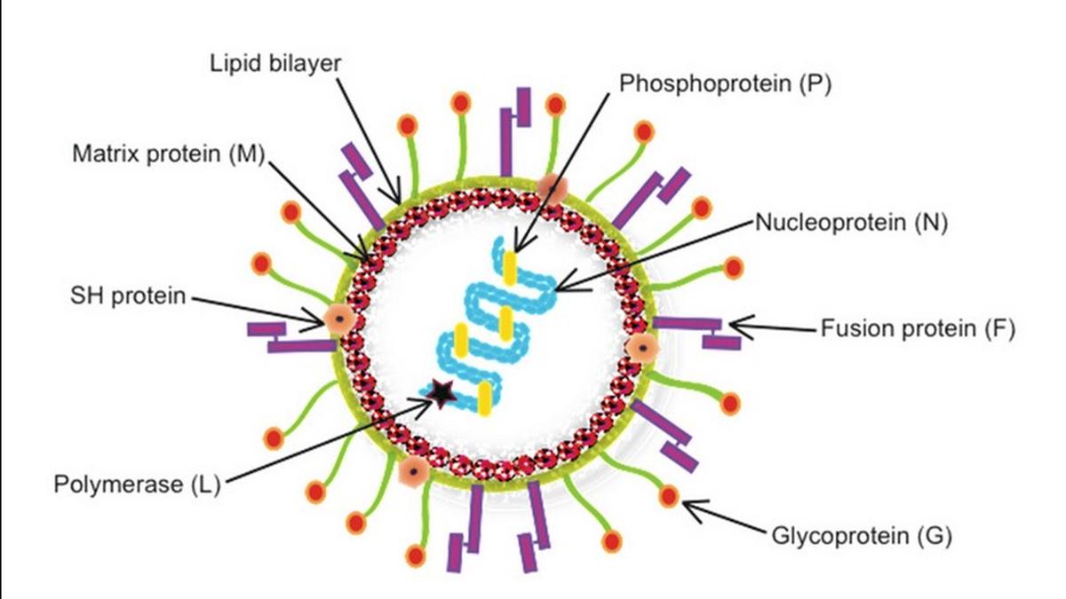 Understanding Human Metapneumovirus, as cases emerge from China: Explained