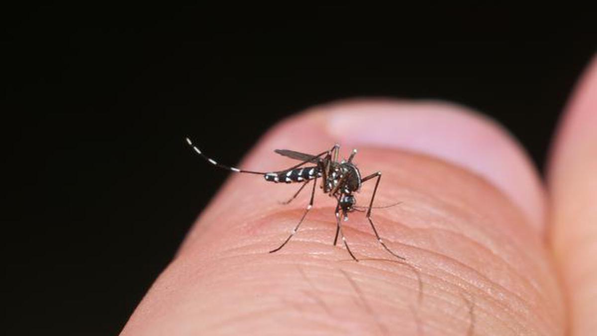 Question Corner | Can mosquitoes taste human blood?