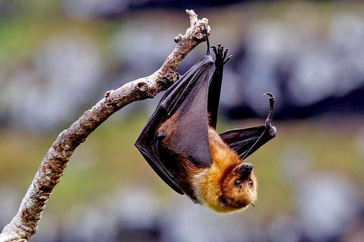 What is the connection between fruit bats and Nipah virus? - The Hindu