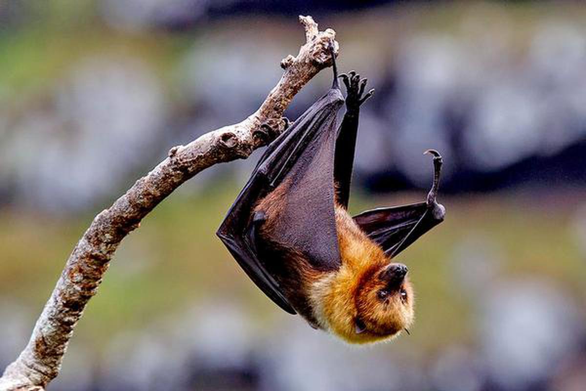 fruit bats as pets