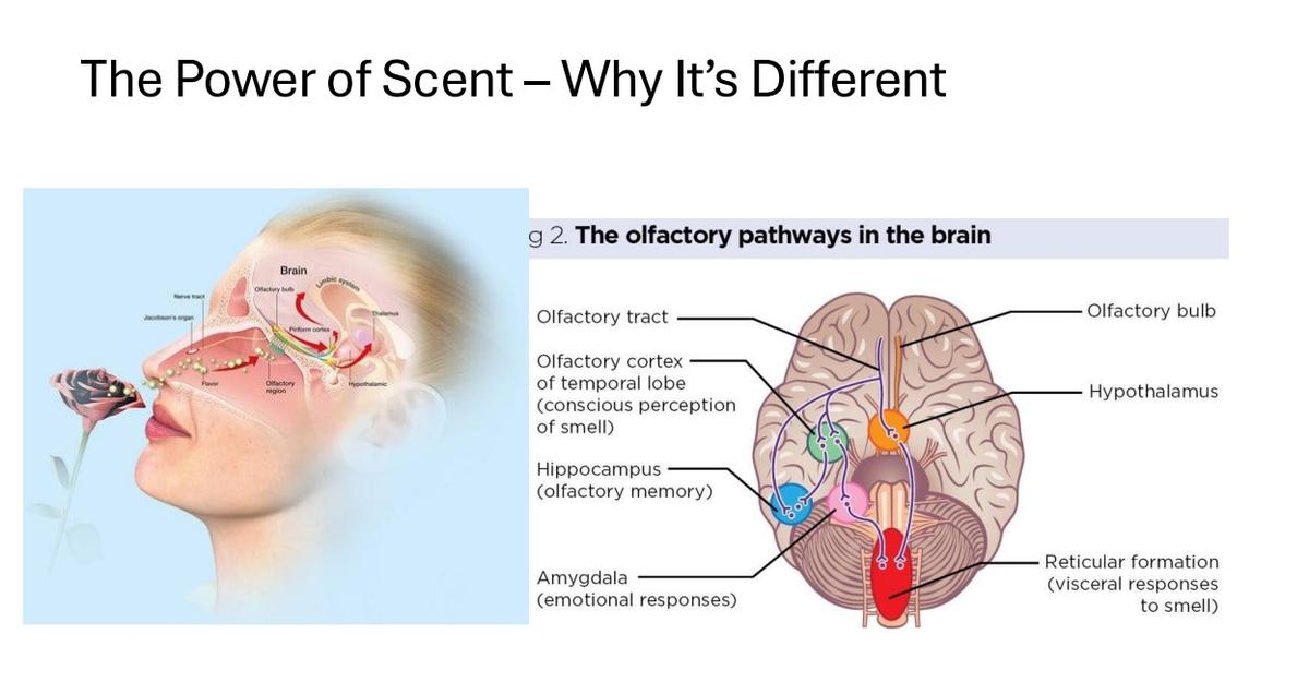 The olfactory pathway is the neural route the brain uses to process smells. It starts with odorant molecules being detected in the nose, travels to the olfactory bulb, and then projects to various brain regions, including the olfactory cortex, amygdala, and hippocampus, where smells are interpreted, associated with emotions, and linked to memories The olfactory pathway is the neural route the brain uses to process smells. It starts with odorant molecules being detected in the nose, travels to the olfactory bulb, and then projects to various brain regions, including the olfactory cortex, amygdala, and hippocampus, where smells are interpreted, associated with emotions, and linked to memories