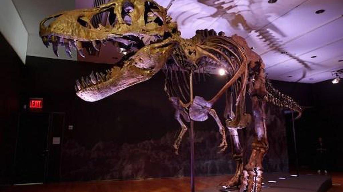 T-Rex fossil sells for record-breaking $31.8 million