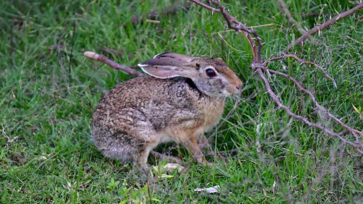 Sci-Five | The Hindu Science Quiz: On Rabbits and its kind
Premium