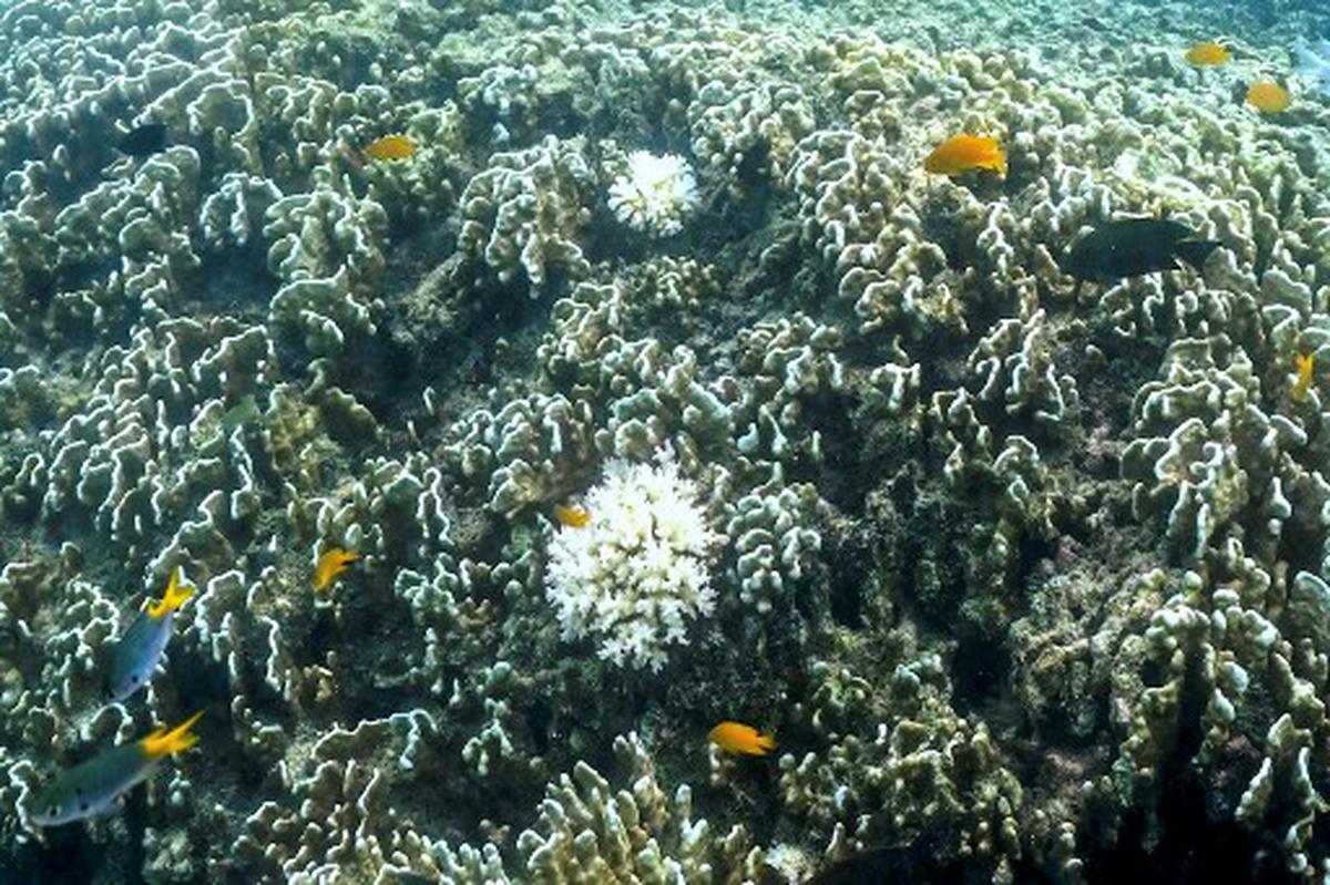 This underwater photo taken on April 4, 2024, shows fish swimming near bleached coral around Lizard Island on the Great Barrier Reef, located 270 kilometres (167 miles) north of the city of Cairns. Australia’s famed Great Barrier Reef is teetering on the brink, suffering one of the most severe coral bleaching events on record -- the fifth in eight years -- and leaving scientists unsure about its survival. 