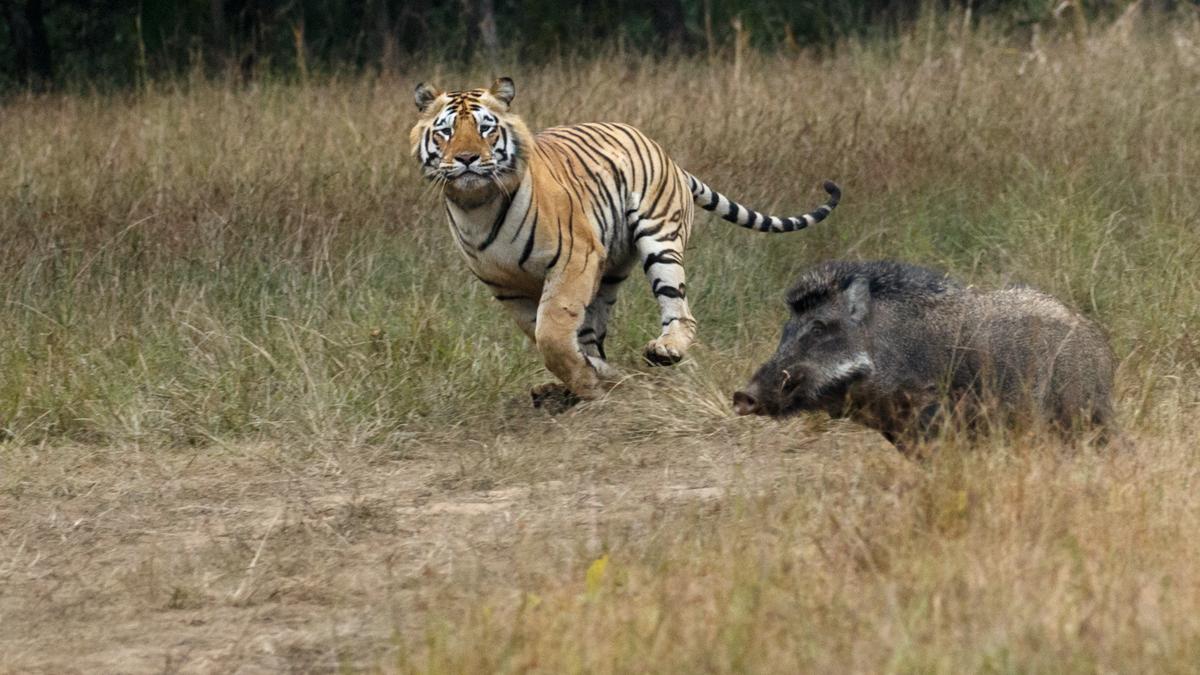 Biodiversity everywhere is ordered by a common ‘hidden’ pattern
Premium