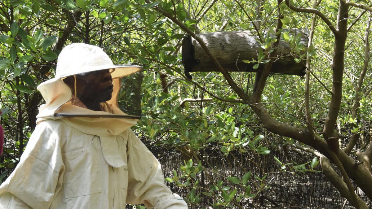 केन्याई लोग छिपे हुए मधुमक्खियों के छत्तों के साथ मैंग्रोव की कटाई का विरोध कर रहे हैं