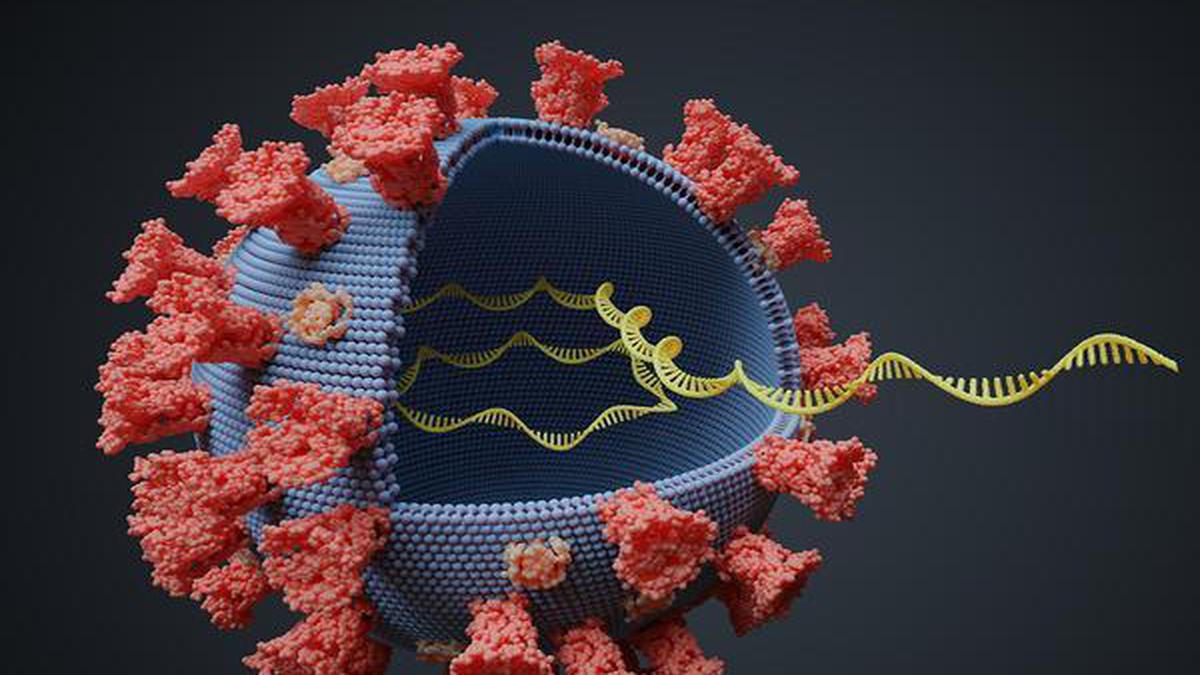 Decoding how coronavirus mutates