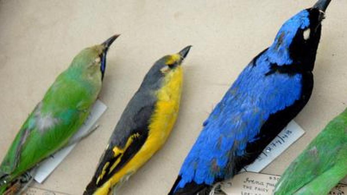 Gaps in India’s digital accessible information on bird occurrence The