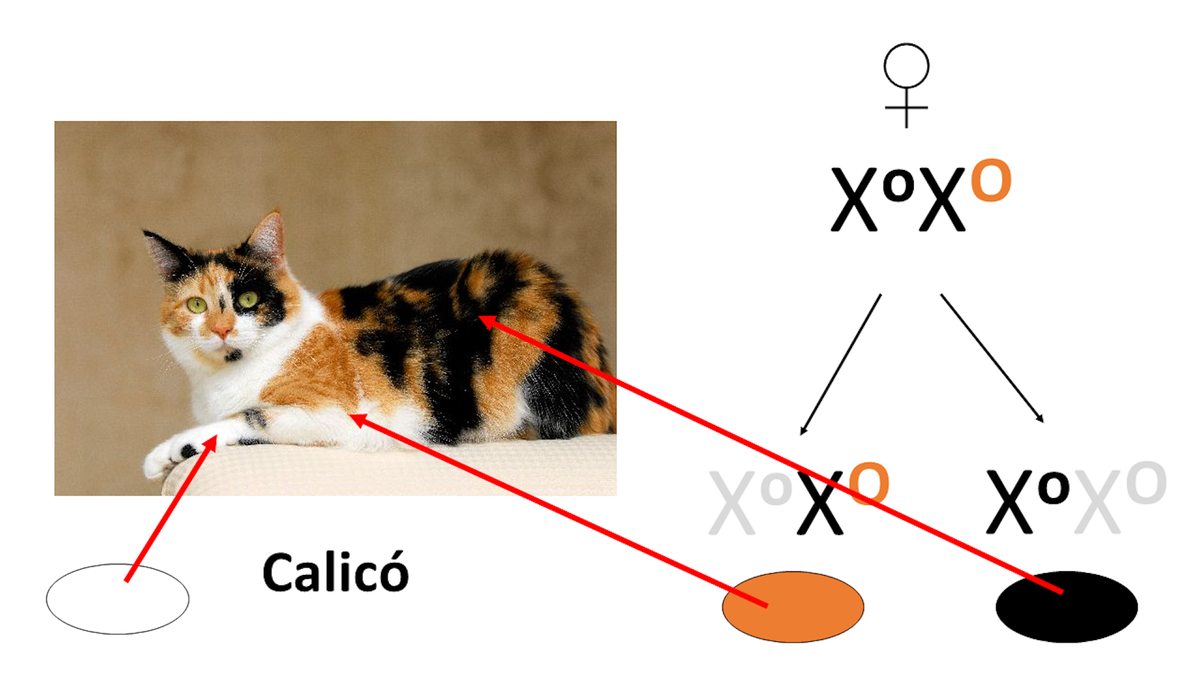 Three-colour pigmentation patterns in calico cats.