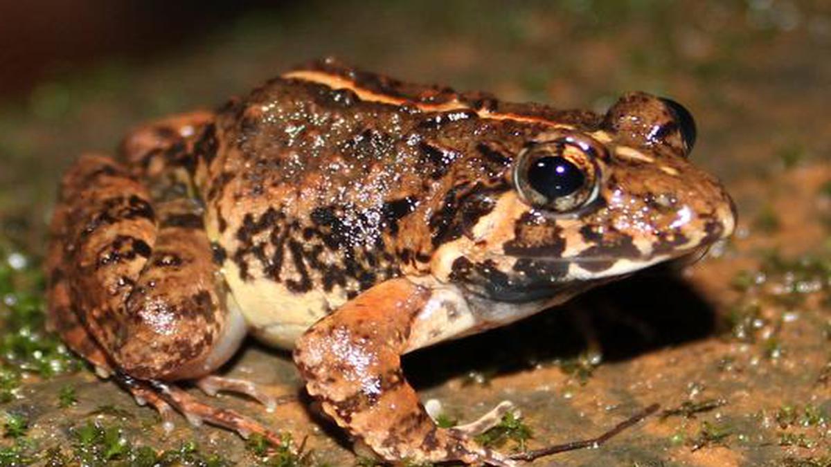 19 Amphibian Species Are Critically Endangered Zsi List The Hindu