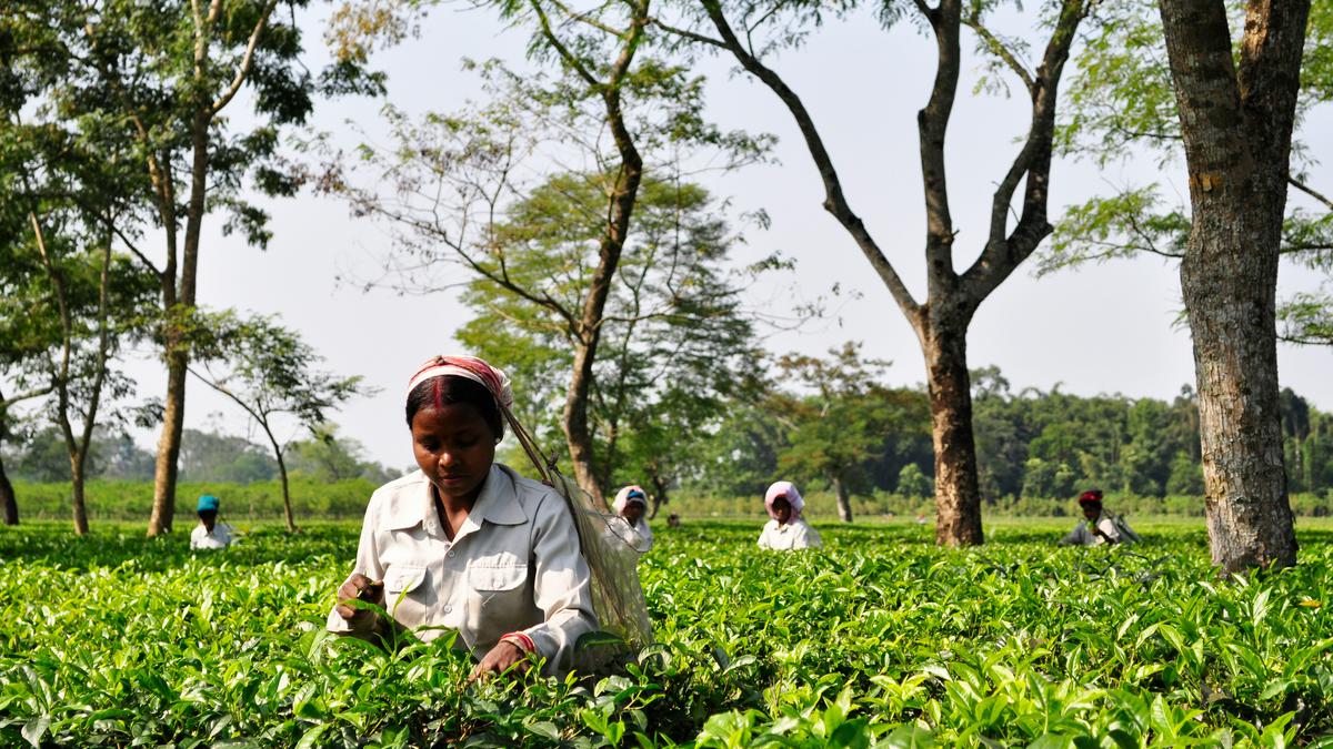 How can small-scale farmers benefit from trees on farms?