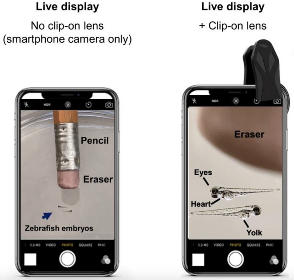 The effect of using the clip-on macro lens while capturing a live video of the zebrafish.