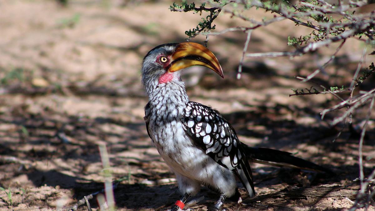 Hotter Kalahari desert may stop hornbills breeding by 2027